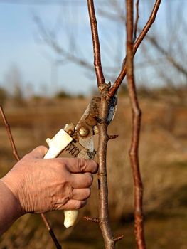 Secator cut off extra branches on apple trees on spring day.