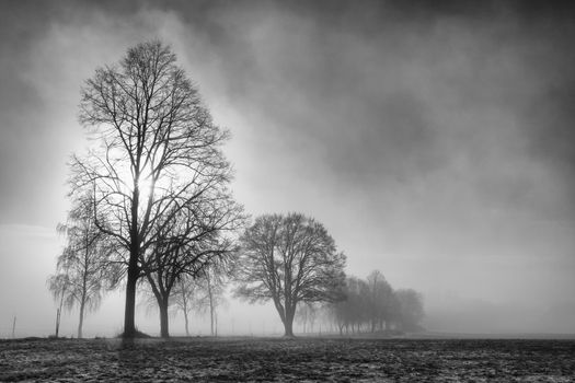 Winter  landscape in the dramatic morning mist. Mysterious scenery.