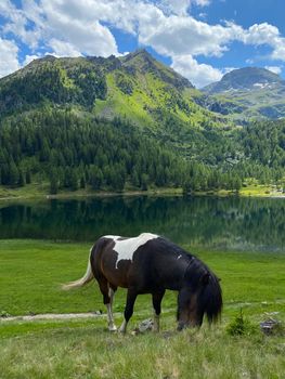 The horse on the pasture, Duisitzkarsee Lake, Austria.The Duisitzkarsee is probably one of the most beautiful mountain lakes in the Schladminger Tauern.The place without  tourists after the coronavirus pandemic.