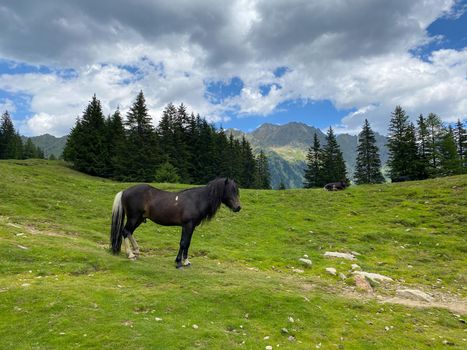 The horse on the pasture, Duisitzkarsee Lake, Austria.The Duisitzkarsee is probably one of the most beautiful mountain lakes in the Schladminger Tauern.The place without  tourists after the coronavirus pandemic.