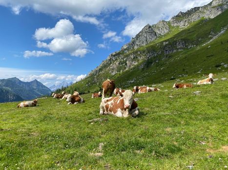 On the pasture in sunny day. Lake Giglachsee in the Styrian Tauern - Austria. The place without  tourists after the coronavirus pandemic.