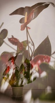 Abstract image of an indoor anthurium flower blooming in a flower pot. Front view, double exposure, close-up.