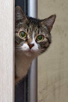 Portrait of a gray tabby cat looking out of the door. The cat looks at the camera