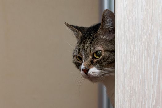 The head of a gray tabby cat stuck out of the door. Place for text