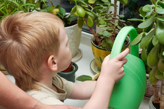 The child waters houseplants from green watering cans. Shot from the back