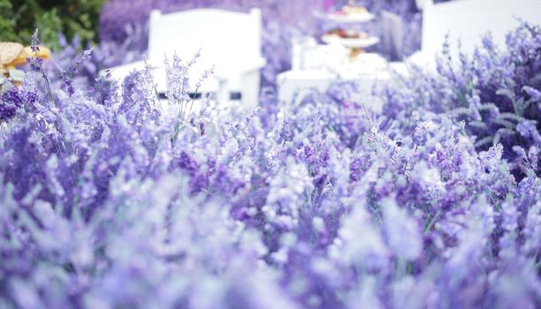 blooming lavender flower field garden. purple violet flora