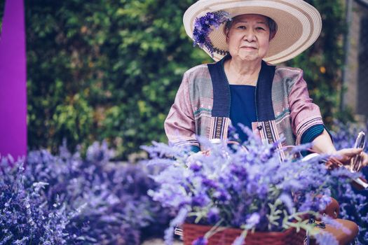 asian old elderly female elder woman resting relaxing in lavender flower garden. senior leisure lifestyle