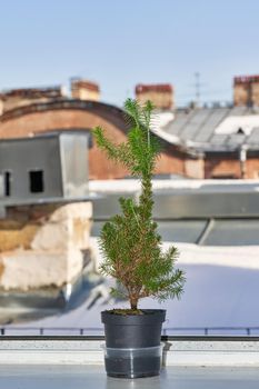 A small green Christmas tree in a pot on a window sill against a snow covered roof. Vertical frame