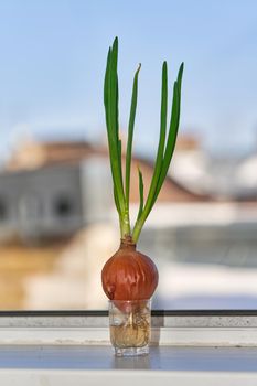 A bulb with spicy green shoots is grown in winter at home on a windowsill. Close up