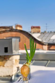 A bulb with spicy green shoots is grown in winter at home on a windowsill. Close up