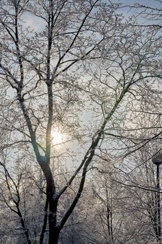 Sun shines through tree branches covered with frost and snow