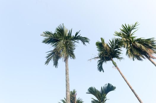 The Areca palm tree (Areca nut) against vibrant blue color sunset sky in summer illuminated by sunlight. Low angel View. Beauty in nature seasonal theme Background image. Kolkata India.