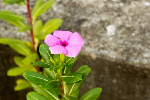 Beautiful Madagascar Periwinkle A Periwinkle rosy pink flower plant in morning sunlight. Catharanthus roseus a graveyard evergreen and glossy foliage flowering plant.