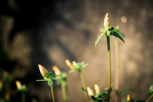 Flower bud about to bloom vulva. Delicate fluffy poppy flower bud seeds blooms in garden in morning sunlight just before blooming. Springtime natural background. Beauty in nature. Focus on foreground.