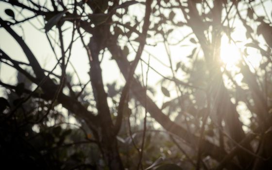 Morning Sunlight through tree leaves. Blur Forest Bush woodland environment in the foreground silhouette by back lit bright sunbeam. Beauty in nature Abstract Theme background image. Copy space.