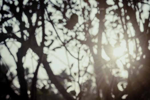 Morning Sunlight through tree leaves. Blur Forest Bush woodland environment in the foreground silhouette by back lit bright sunbeam. Beauty in nature Abstract Theme background image. Copy space.