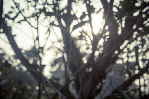 Morning Sunlight through tree leaves. Blur Forest Bush woodland environment in the foreground silhouette by back lit bright sunbeam. Beauty in nature Abstract Theme background image. Copy space.