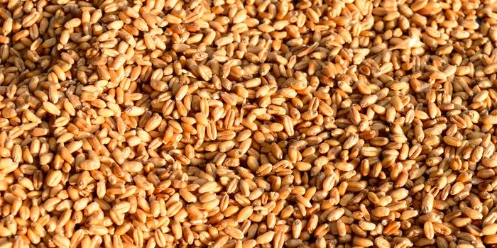 Seamless wheat grain texture pattern in morning sunlight. Natural dry raw organic food grain. Top view background. Dried breakfast cereal Macro shot. Closeup. Agriculture harvest concept.