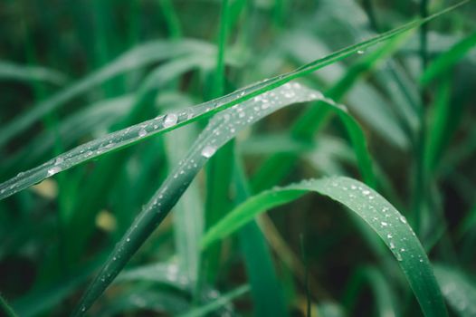 Raindrops on leaf. Close up of rain water dew droplets on grass crop plant. Sunlight reflection. Rural scene in agricultural field lawn meadow. Winter morning rainy season. Beauty in nature background