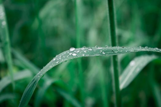 Raindrops on leaf. Rain drop on Leaves. Extreme Close up of rain water dew droplets on blade of grass. Sunlight reflection. Winter rainy season. Beauty in nature abstract background. Macro photography