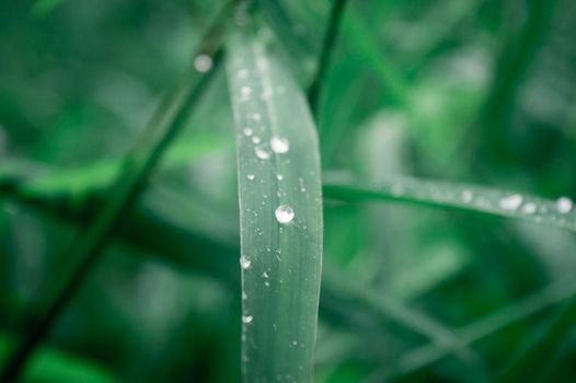 Raindrops on leaf. Rain drop on Leaves. Extreme Close up of rain water dew droplets on blade of grass. Sunlight reflection. Winter rainy season. Beauty in nature abstract background. Macro photography