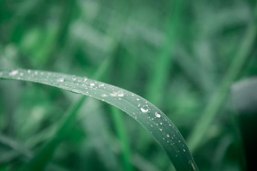 Raindrops on leaf. Rain drop on Leaves. Extreme Close up of rain water dew droplets on blade of grass. Sunlight reflection. Winter rainy season. Beauty in nature abstract background. Macro photography