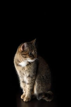 Portrait of a spotted, short-haired cat on a dark background