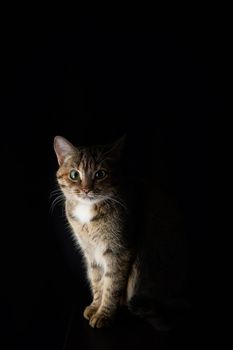 Portrait of a spotted, short-haired cat on a dark background