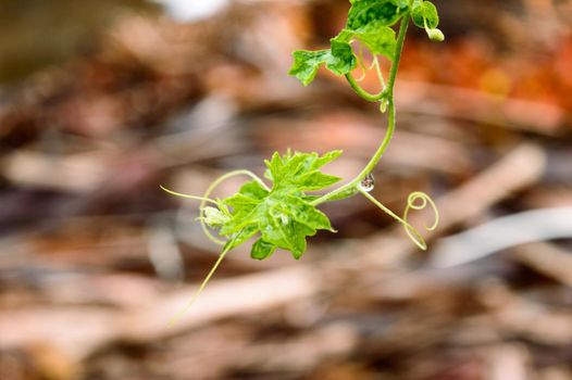 Raindrops on leaf. Raindrop on leaves images. Beautiful rainy season, water drop on green leaf, small flower plant, nature background.