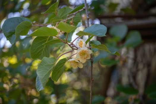 Branch of blossoming kiwi in the garden