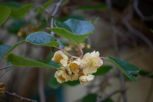 Branch of blossoming kiwi in the garden