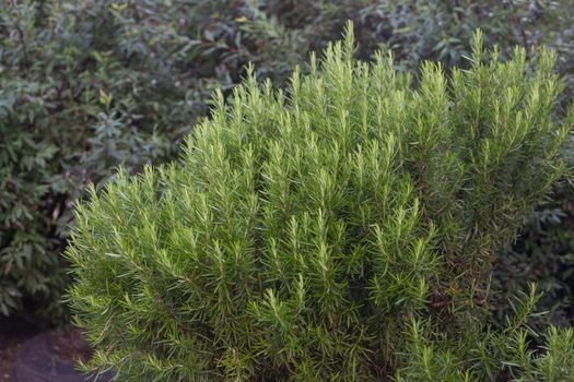 Green bush of rosemary at summer day