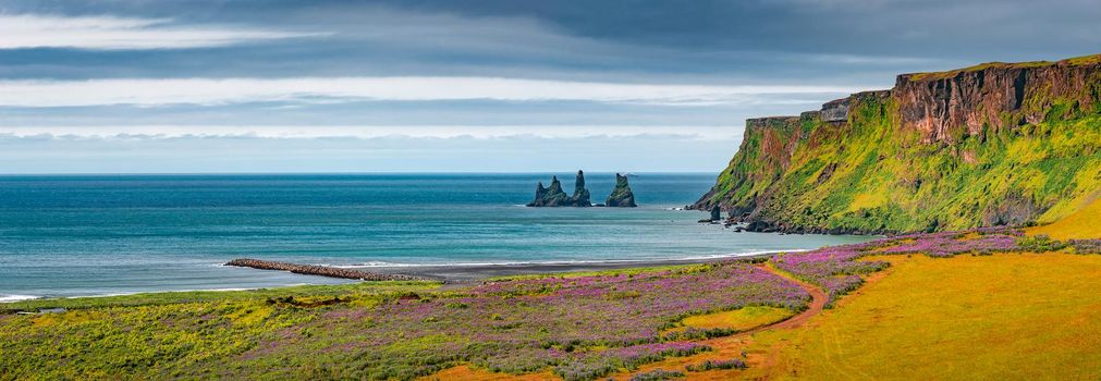 Panoramic view of basalt stacks Reynisdrangar, black sand beach near Vik and violet lupine flowers South Iceland