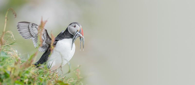 North Atlantic puffin with herring fish in its beak at Faroe island Mykines, with copy space for text, late summer, closeup
