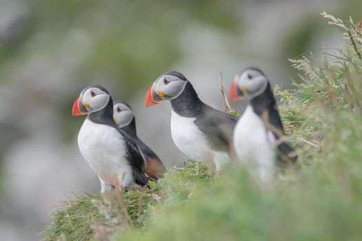 Rookery of North Atlantic puffins at Faroe island Mykines, late summer time, closeup