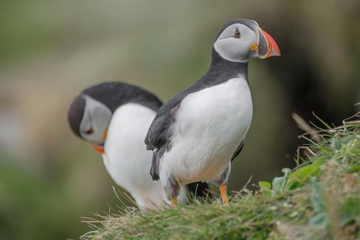 Rookery of North Atlantic puffins at Faroe island Mykines, late summer time, closeup