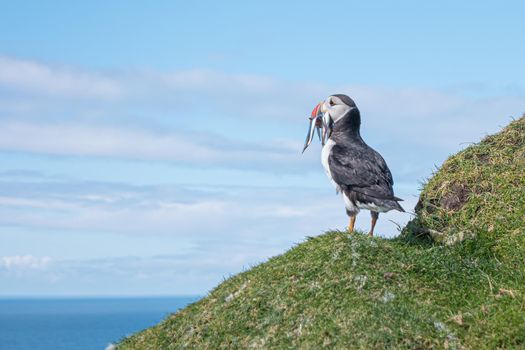 Portrait of a proud North Atlantic puffin with a catch at mythical Faroe Island Mykines, at blue sky