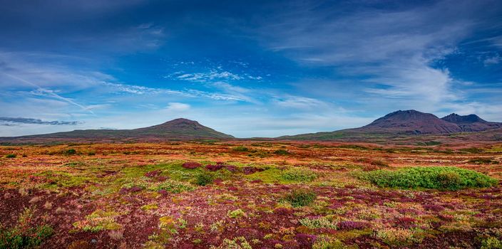 Panoramic view over beautiful colorful landscape with ancient moss and lichen, tundra flowers and meadow fields near volcanoes in Iceland