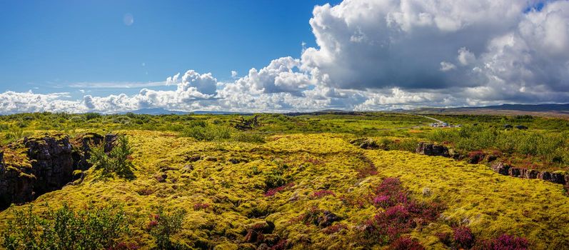 Panoramic view over beautiful summer landscape with ancient moss and tundra flowers at the Thingvallavatn lake in Iceland