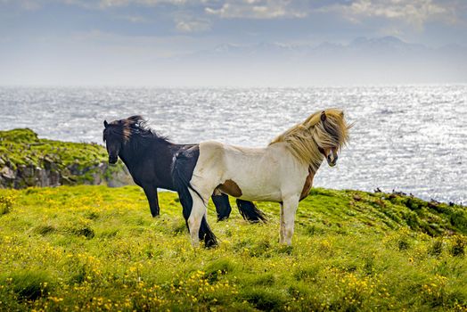 Two Icelandic adult horses standing in meadow field in front of ocean and fjords as beautiful Icelandic Landscape, Iceland, summer