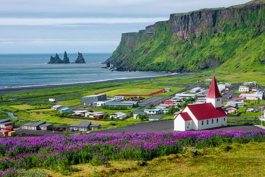 View of basalt stacks Reynisdrangar, black sand beach near Vik and violet lupine flowers and lonely church, South Iceland