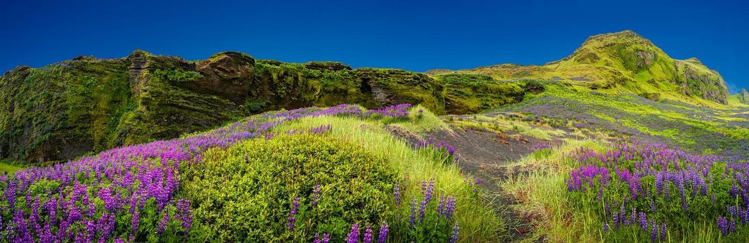 Panoramic view over rough and colorful landscape in Iceland with lupin meadow field