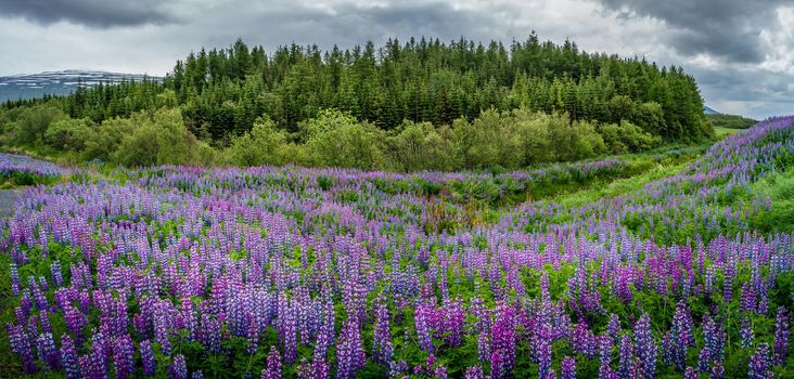 Impossible Iceland - panoramic view of meadow field with violet lupin and forest at South-East Iceland, beginning of summer