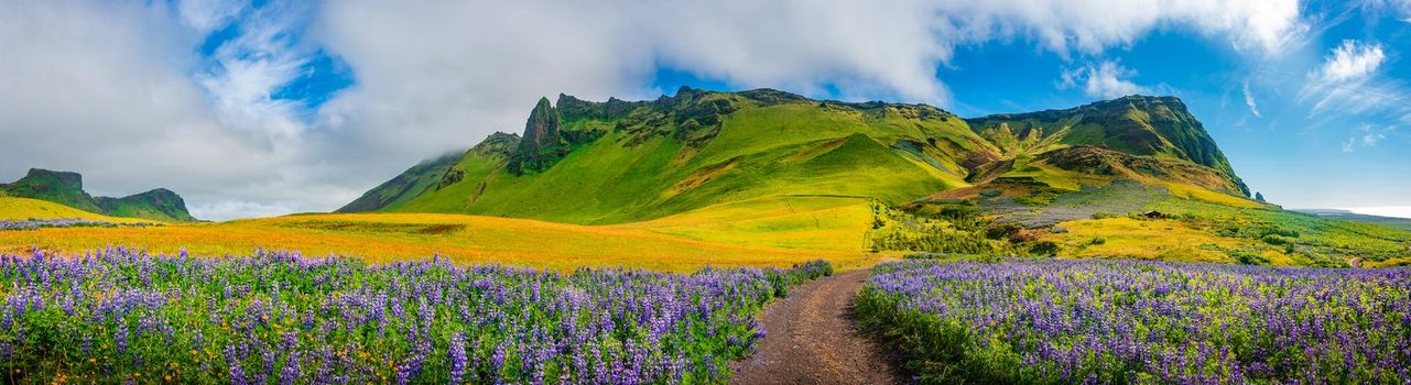 Panoramic view of meadow field with yellow flowers and violet lupin near city of Vik at South Iceland