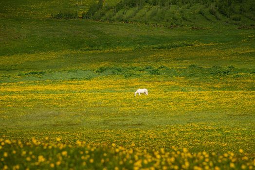 Solitary wild white horse is feeding in yellow meadow field landscape, summer, scenic view