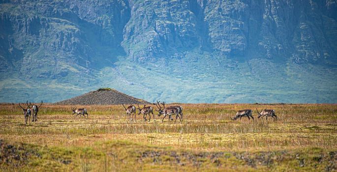Wild herd of reindeers migrating on South Iceland, summer time