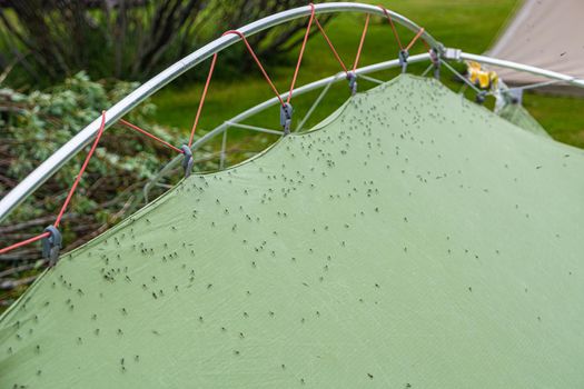 Tent with sitting on it millions of midge and flies at the camping site near Myvatn lake Iceland, summer