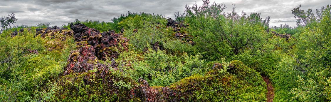 Unusual Iceland - panoramic view over a new forest grown above an old lava field with a hiking trail in Icelandic Highlands near lake Myvatn