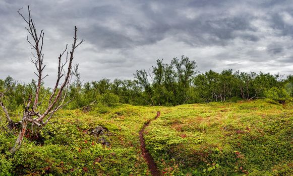 Unusual Iceland - panoramic view over a new forest grown above an old lava field with a hiking trail in Icelandic Highlands near lake Myvatn