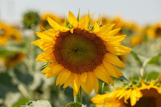 Sunflower in the sunflower field at summer